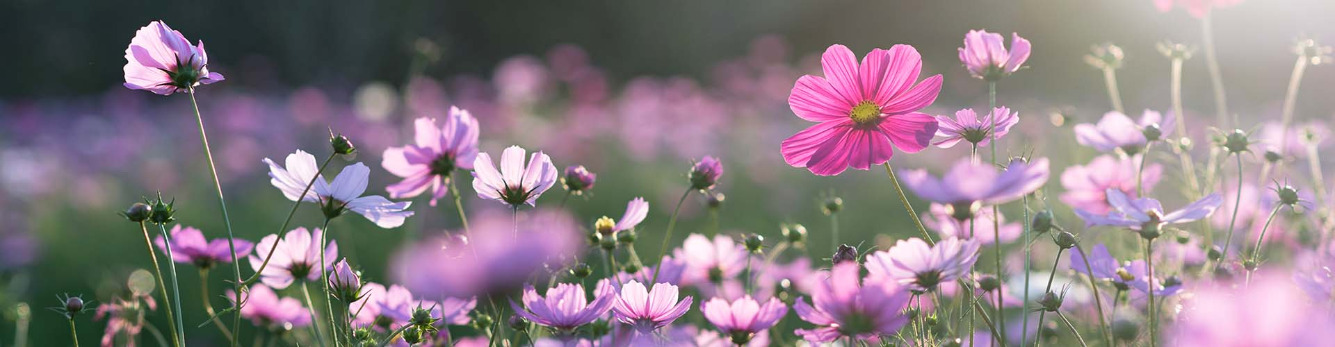 What kinds of flowers can you expect to see this Spring?