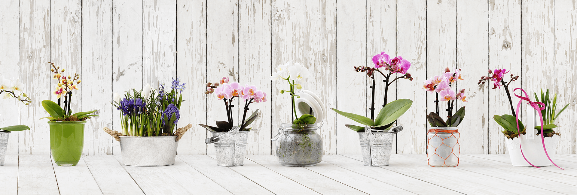 POTTED PLANT GIFTS NEW YORK CITY